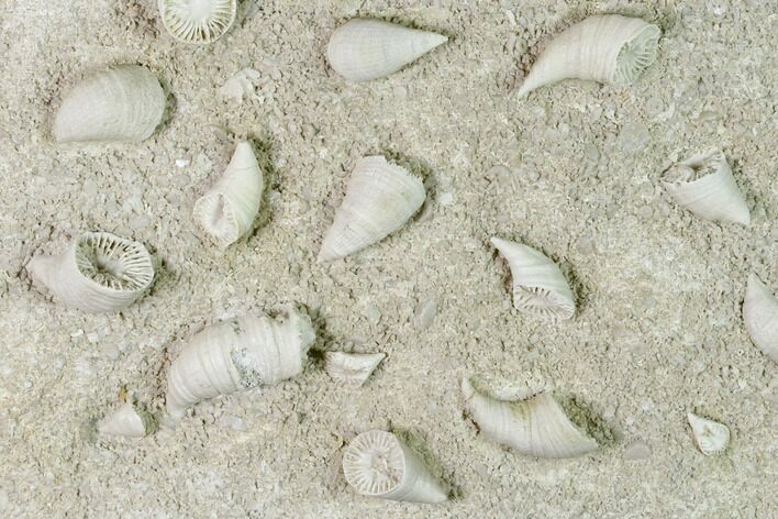 Mississippian Cuneate Coral (Neozaphrentis) Fossils - Arkansas #148605